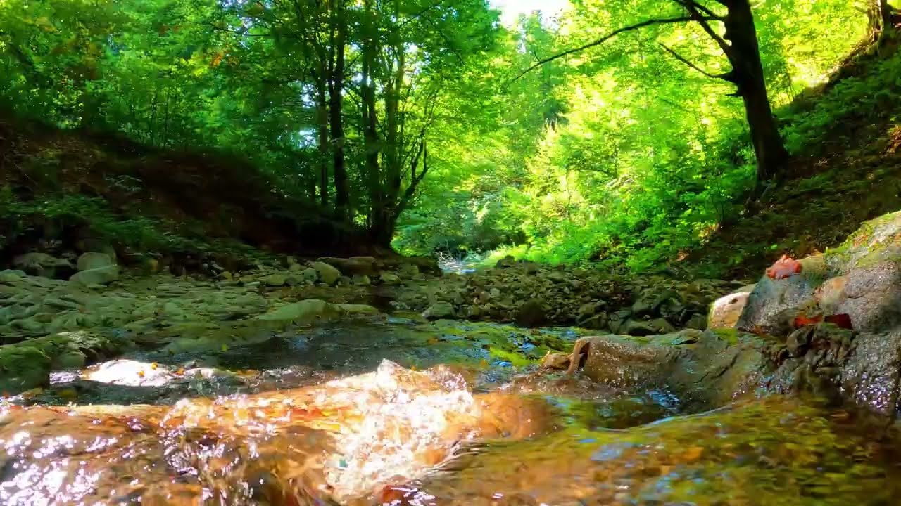Peaceful Forest Water Sounds 🔊 1 Hour Relaxing Outdoor Ambience (No Music) ASMR