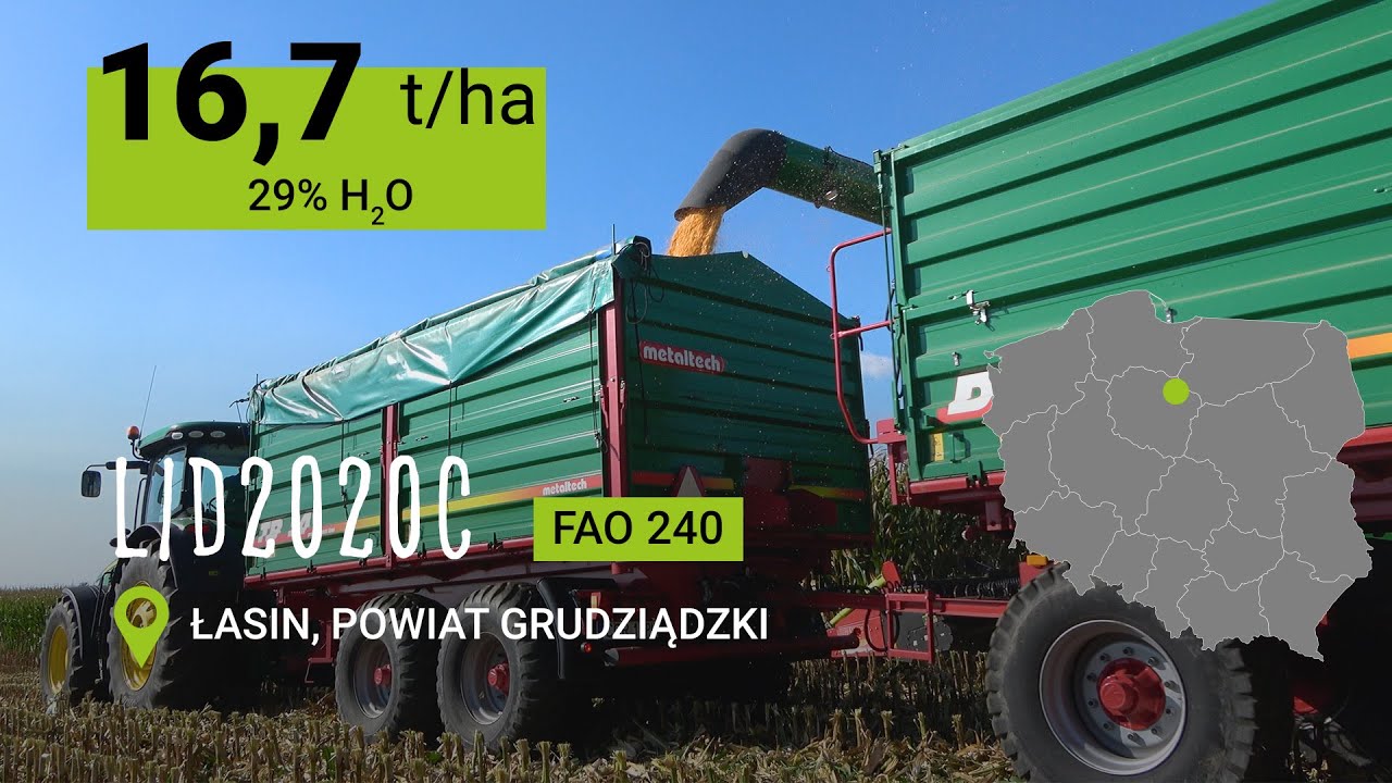 Zbiory kukurydzy LID2020C w okolicach Grudziądza