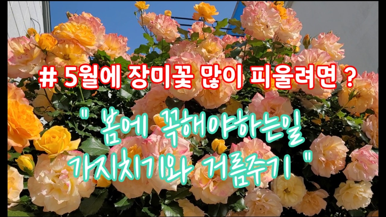 5월에 장미꽃을 많이 볼려면 봄에 꼭해야하는일/장미 지지대 세우기/가지치기/ 거름주기/ 성장공간 확보하기/5도2촌/ 촌집정원 