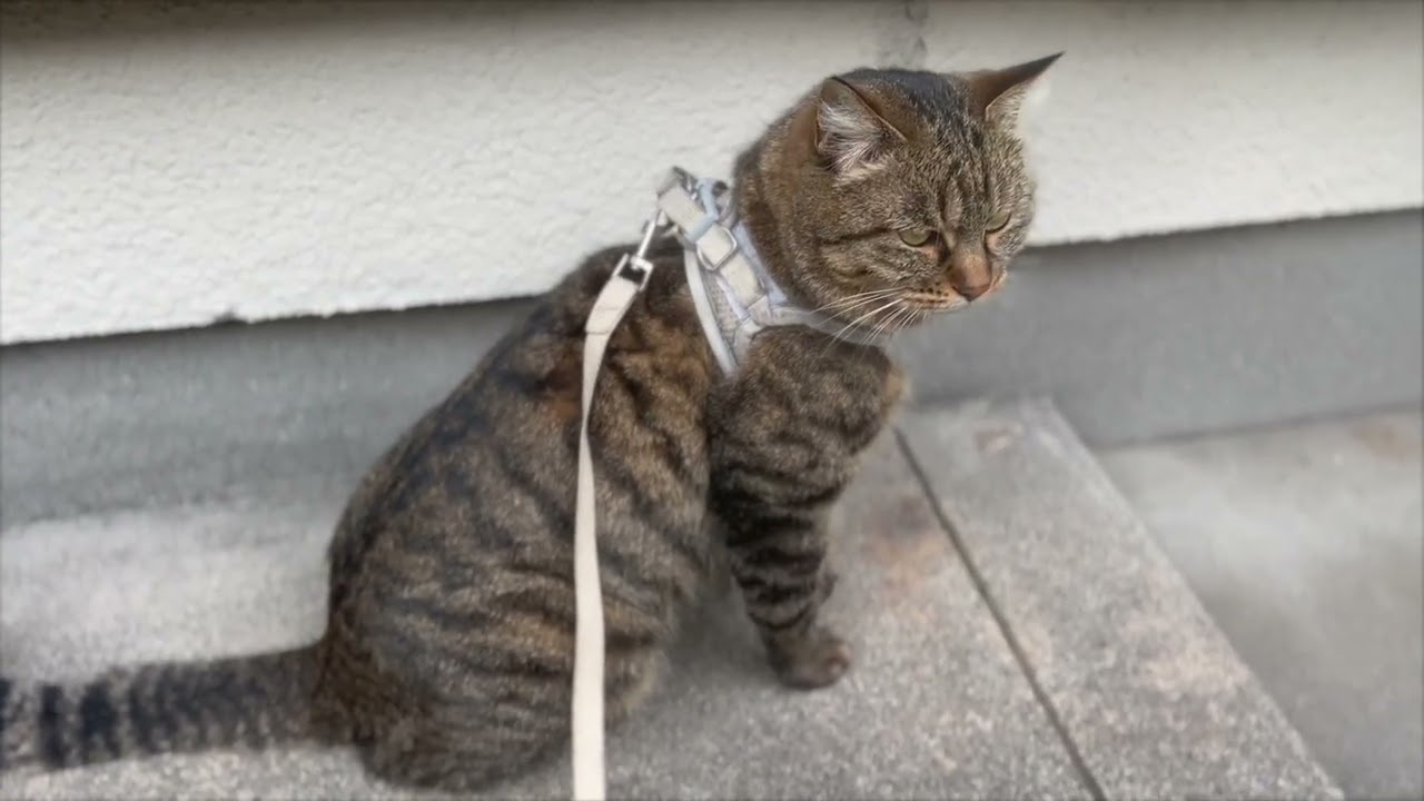 I am overwriting the intruder's traces 20251217
