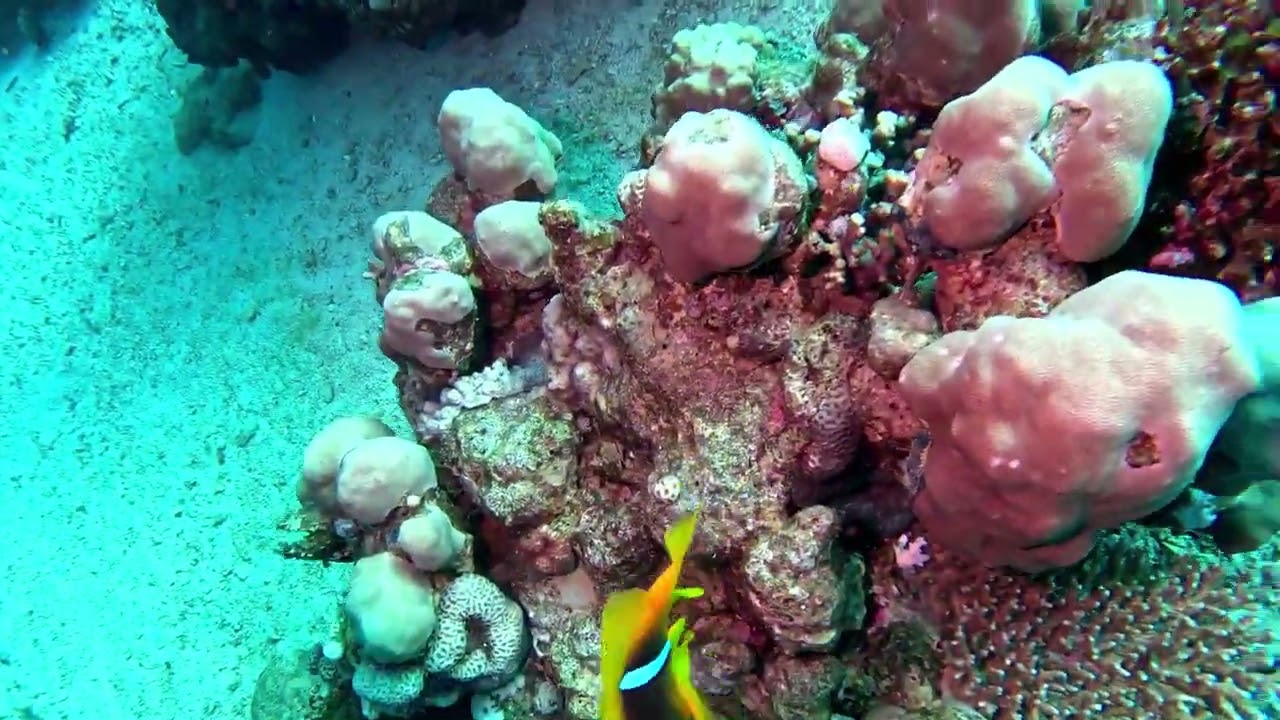 Dahab Mashraba 26 01 2026