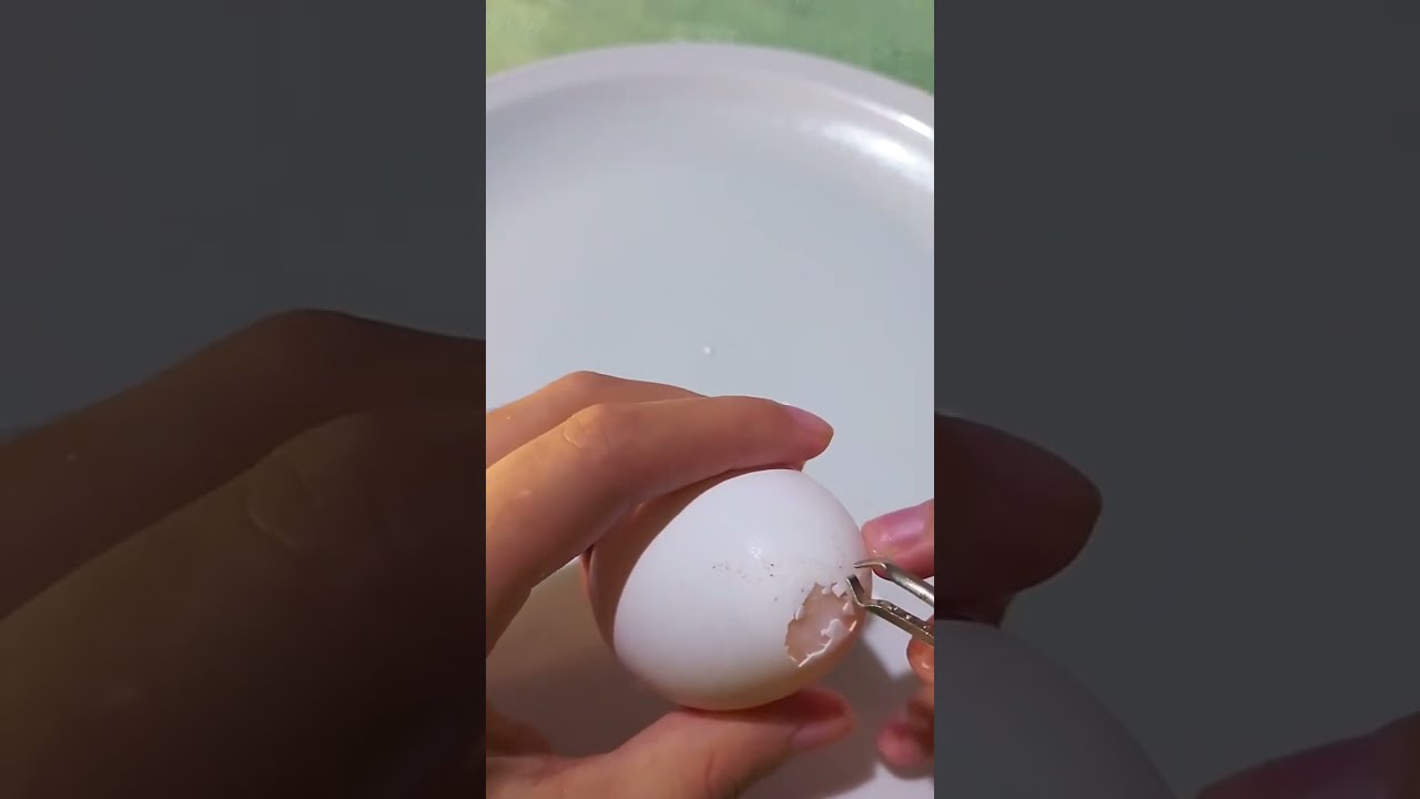 PODRÉ PELAR ESTE HUEVO?? O SE ROMPERÁ??🫣🤔