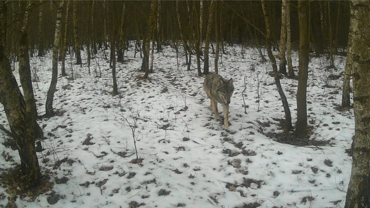 Jurajska fauna okiem fotopułapki - tydzień 6 część 1
