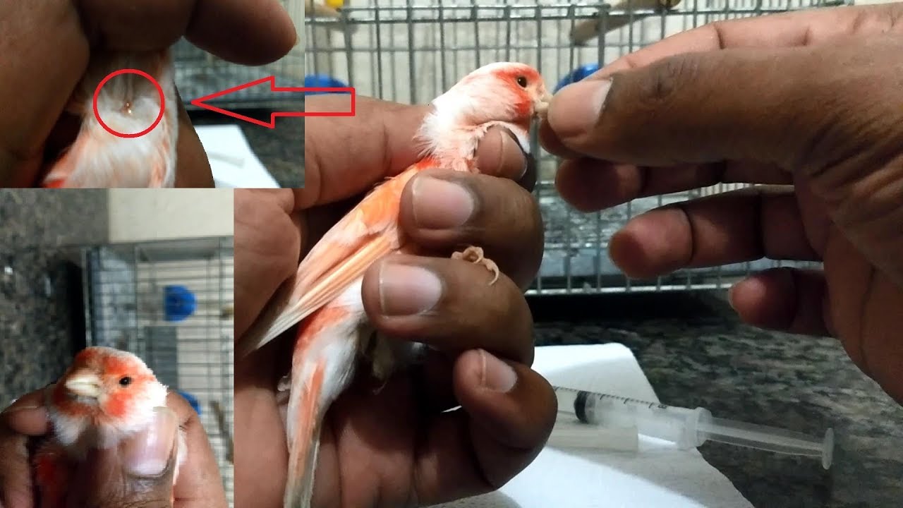Eliminando ácaros de traqueia (tratamento)