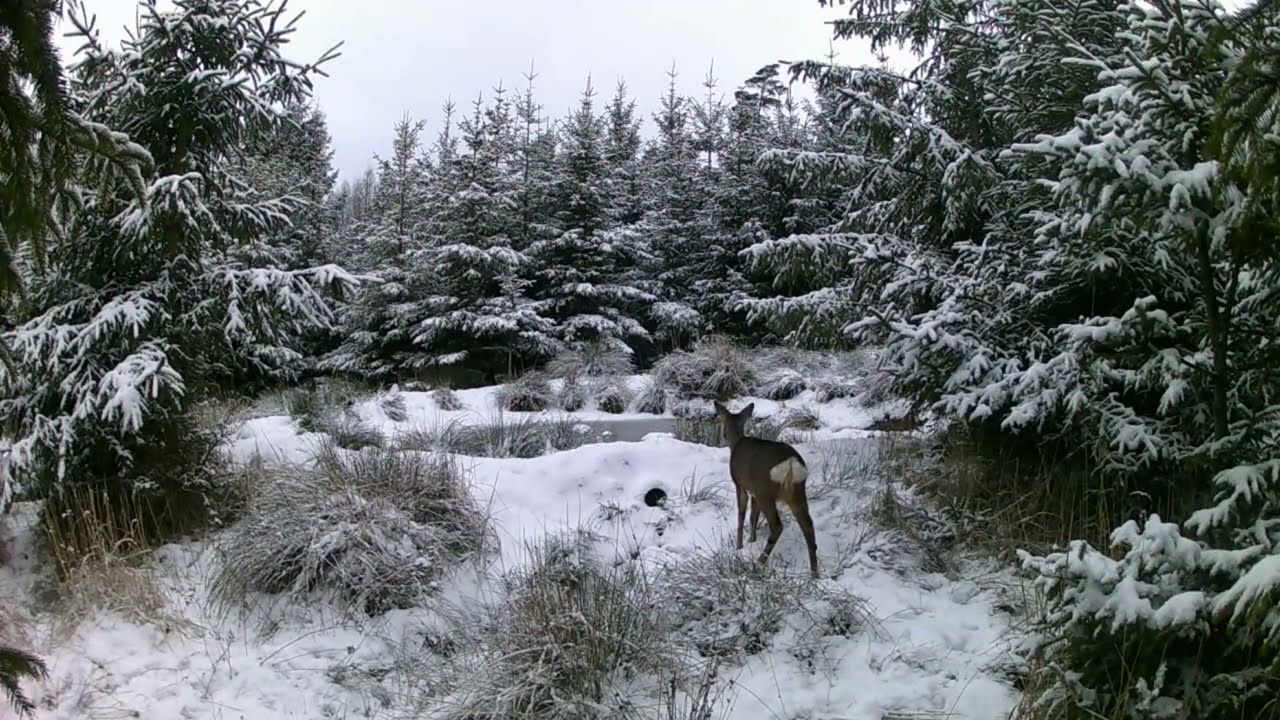 FOTOPAST MORAVA 8, 1/2026 #nature #myslivost#JAGD#woods#POLOWANIE#HUNTING#krásná příroda#CHASSE