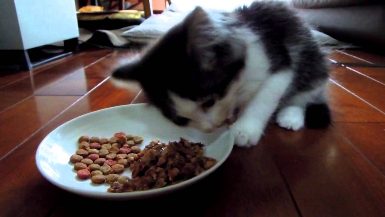 食べる子猫　- Kitten eating wet food