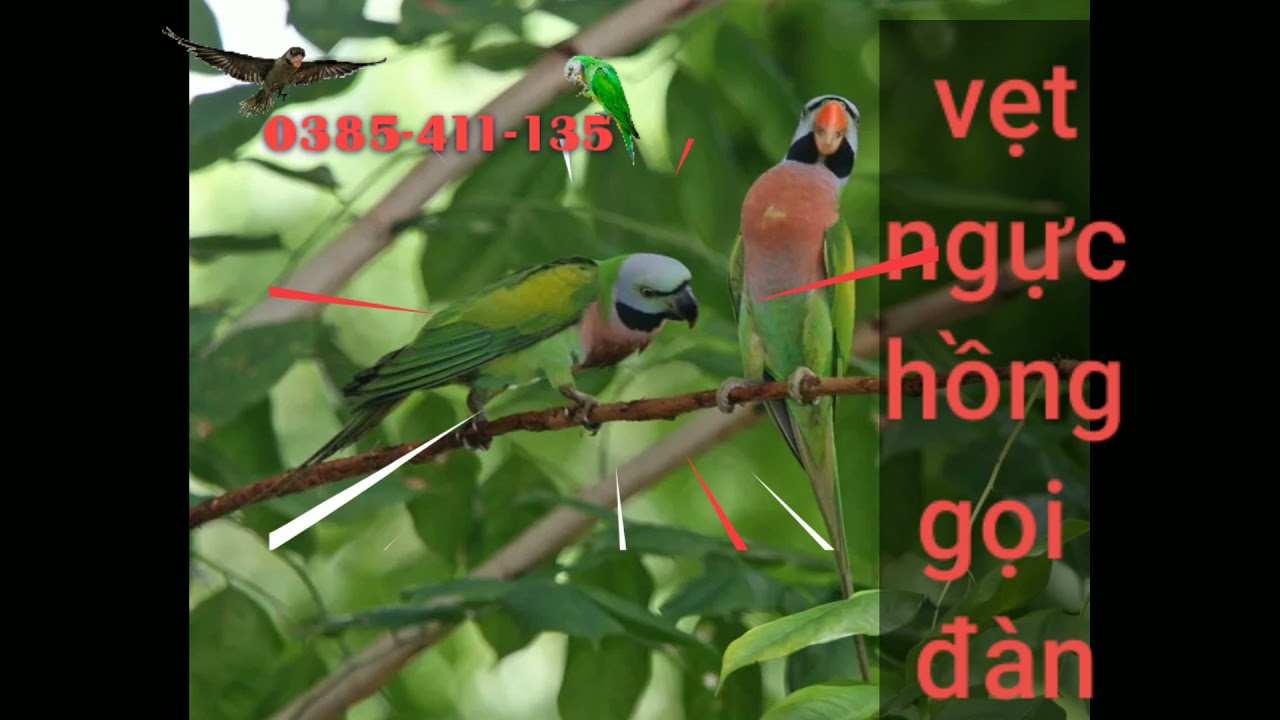 Tiếng vẹt ngực hồng gọi đàn