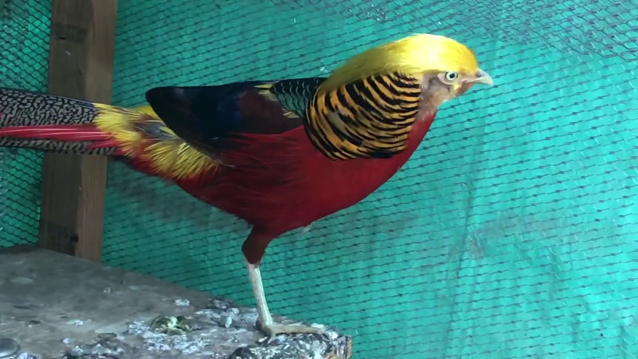Gallitos, faisanes exóticos, codornices y más!