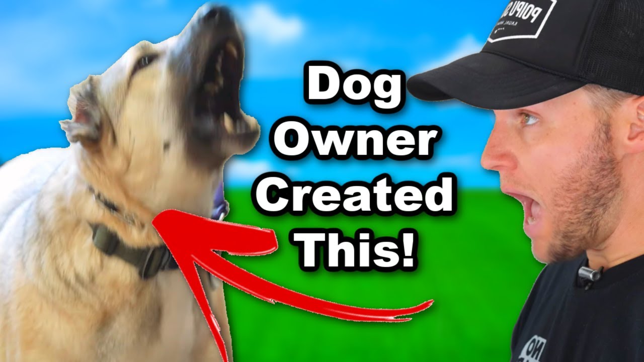 How You've Made Your Dog Leash Reactive -Dog Training Video