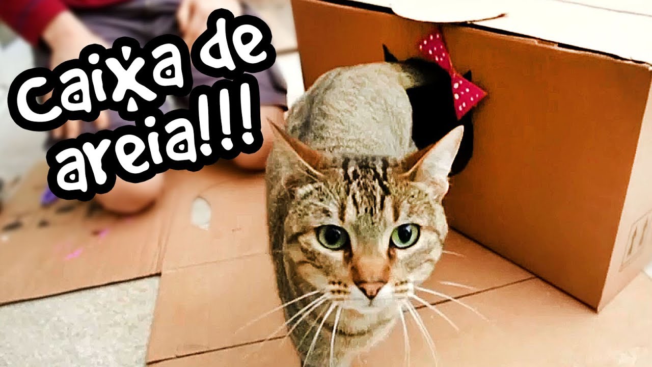 DIY - Caixinha de areia pra gatos!!