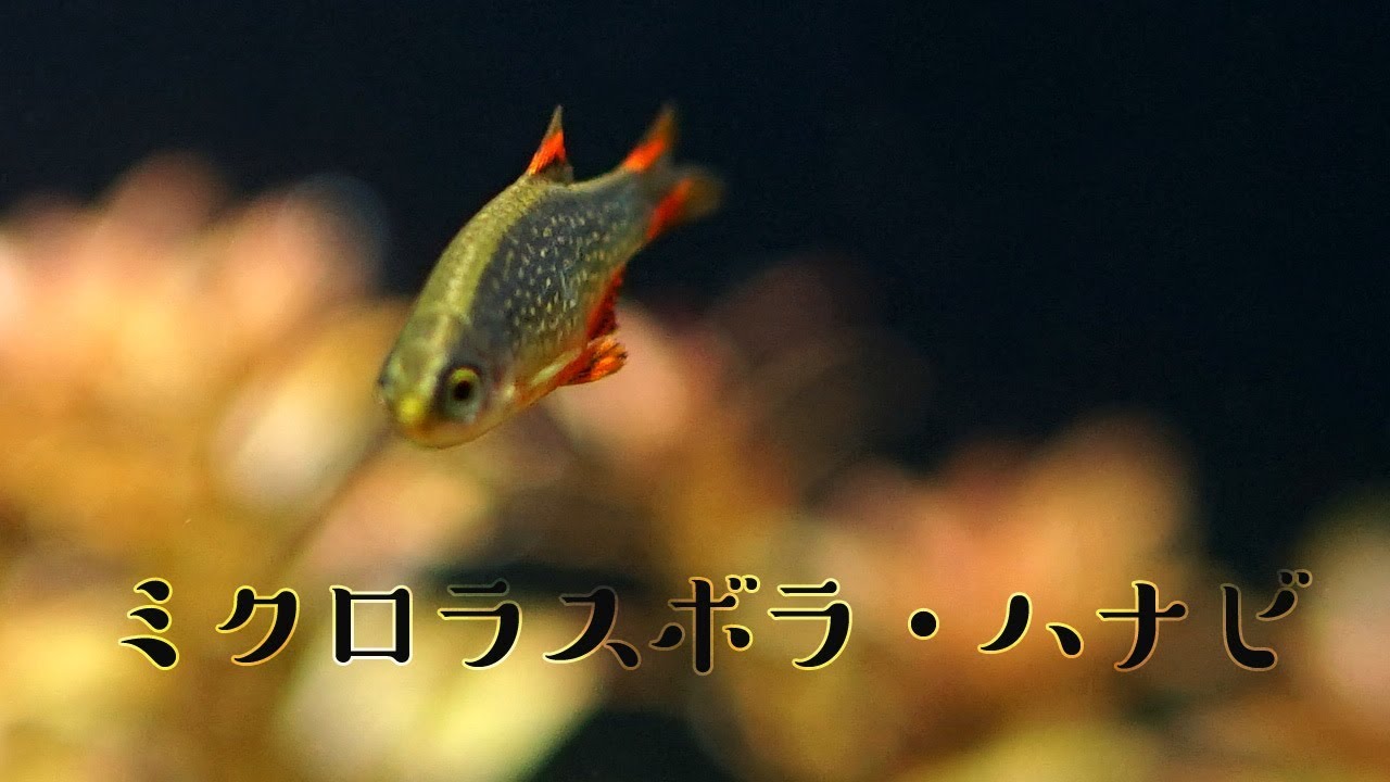 【アクアリウム】ミクロラスボラ・ハナビ（Galaxy Rasbora）【60cm水槽#06】