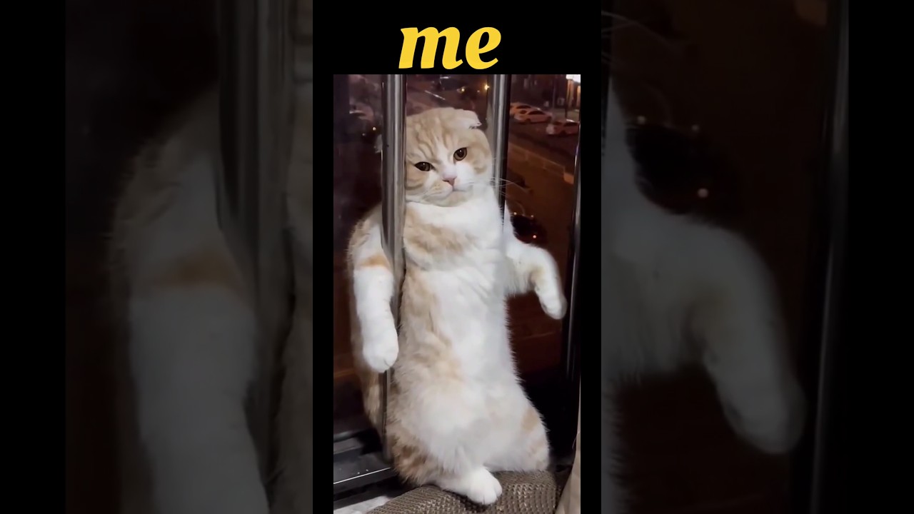 other v/s me 😅 #DreamTrackAI Romanticizing my boring life