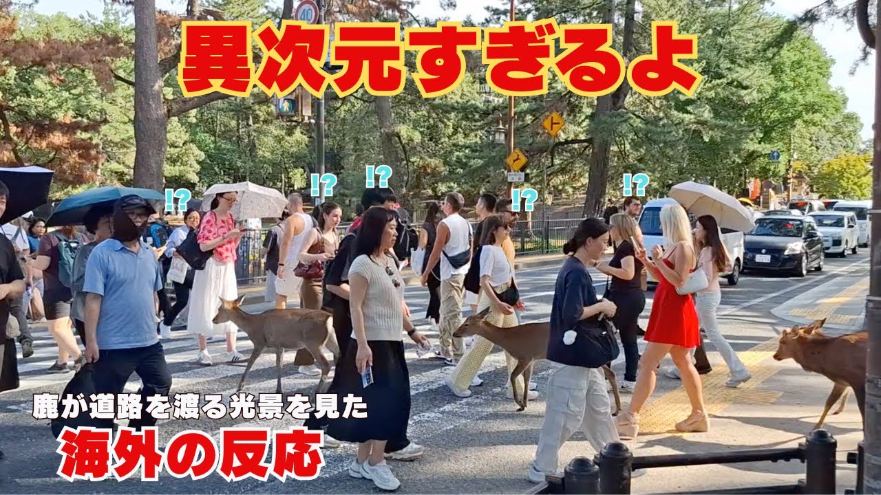 【奈良公園】日本人は驚かないの！？鹿が道路を横断する光景をみた外国人観光客の反応