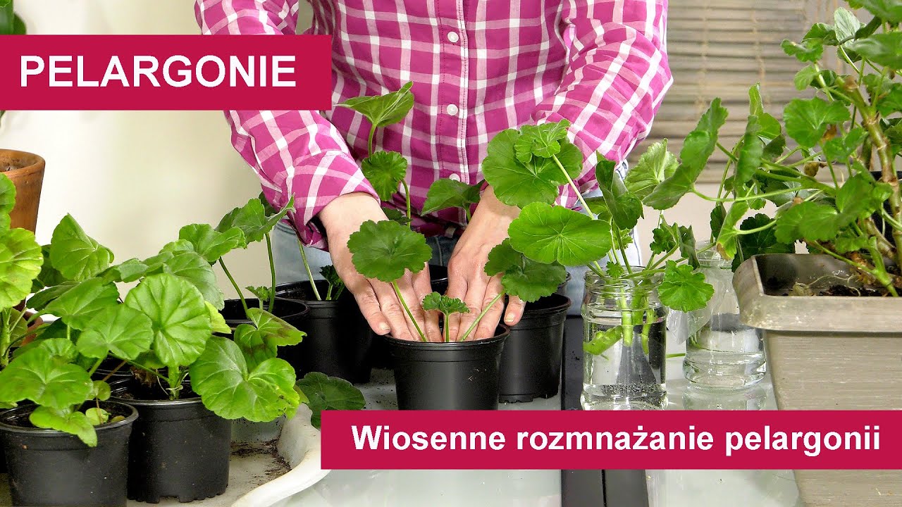 Pelargonie - Jak rozmnożyć pelargonie wiosną? Wiosenne rozmnażanie pelargonii