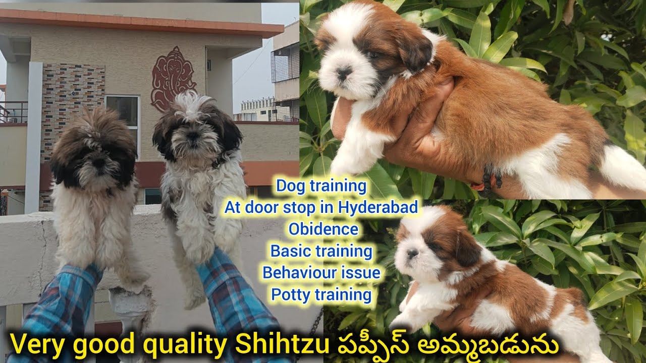 Top quality Shihtzu puppies for sale in telugu/9032185211,9000205200/BGS pets 