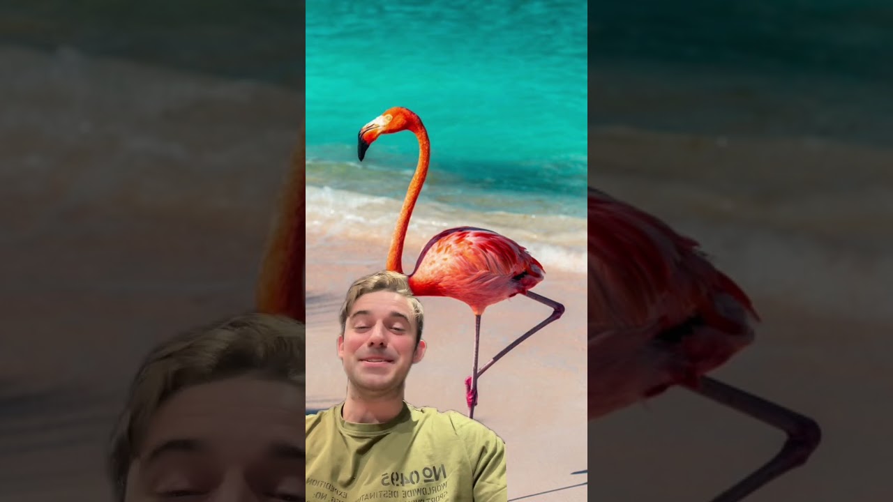 Flamingi - dlaczego są r&oacute;żowe ?