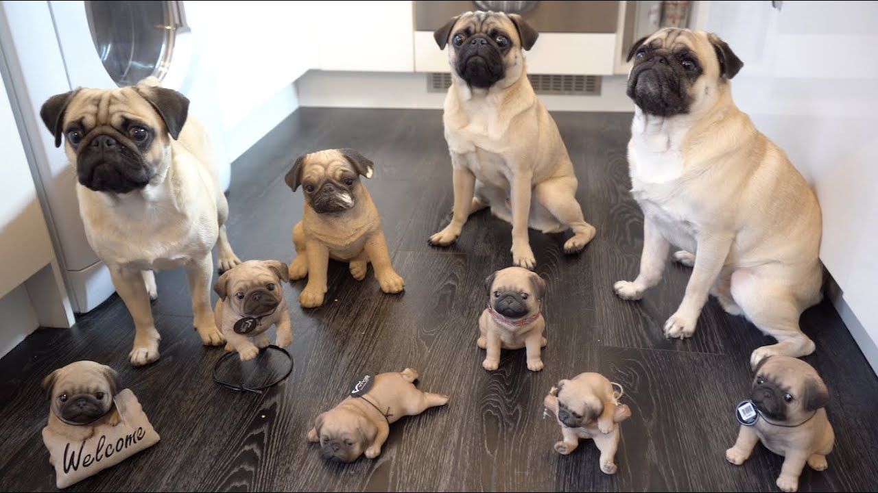 We Bought Lots of Pug Puppies!