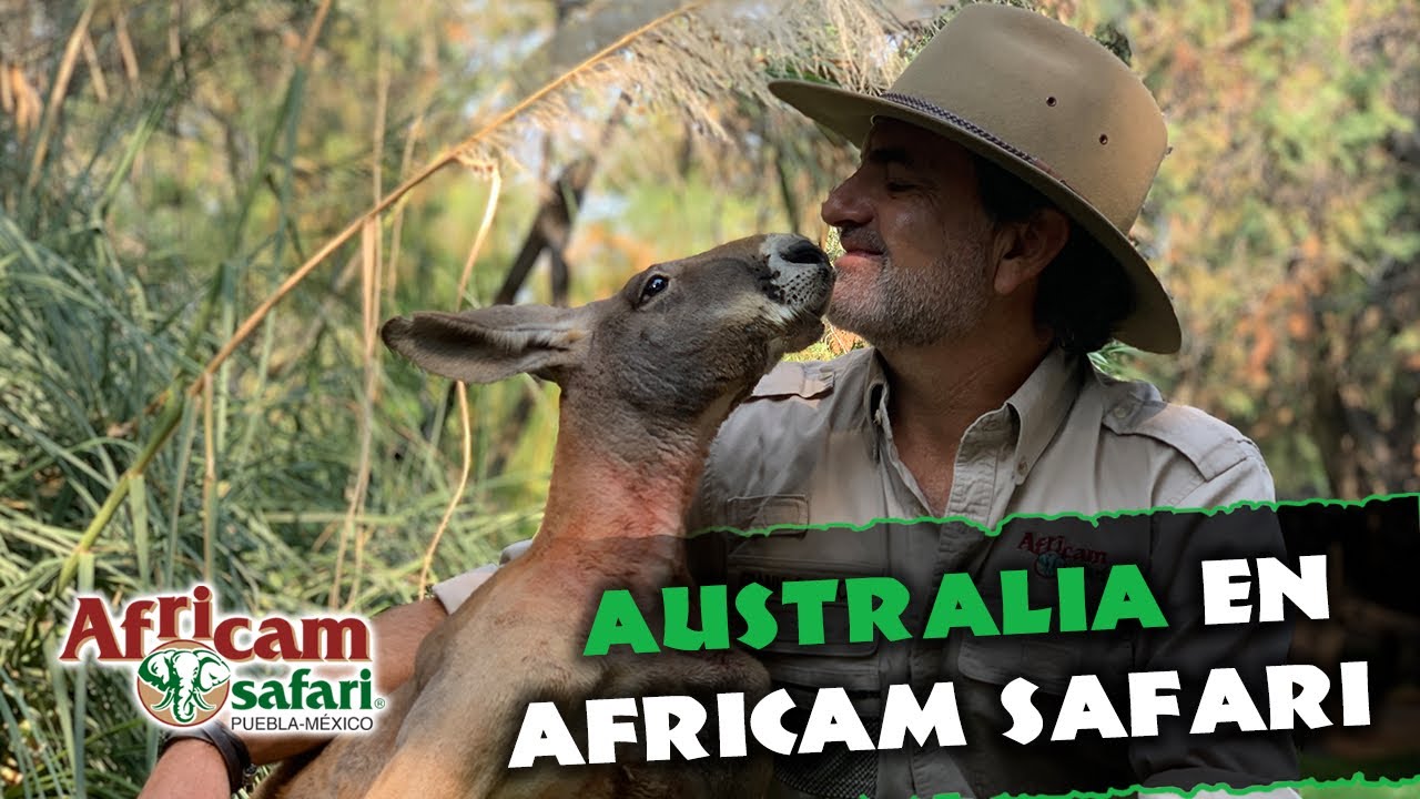 Australia en Africam Safari con Frank Carlos Camacho 🦘