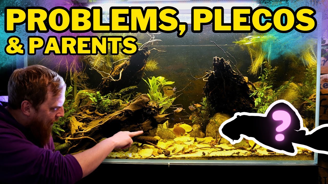BABIES, plants, algae & NEW FISH. Lots to do in the amazon aquarium!