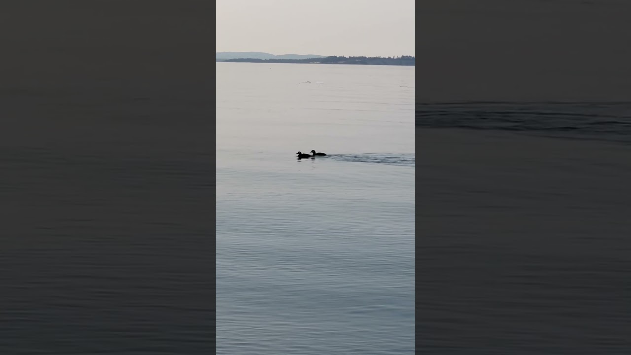 Dugs diving 🇨🇦 Victoria Island 