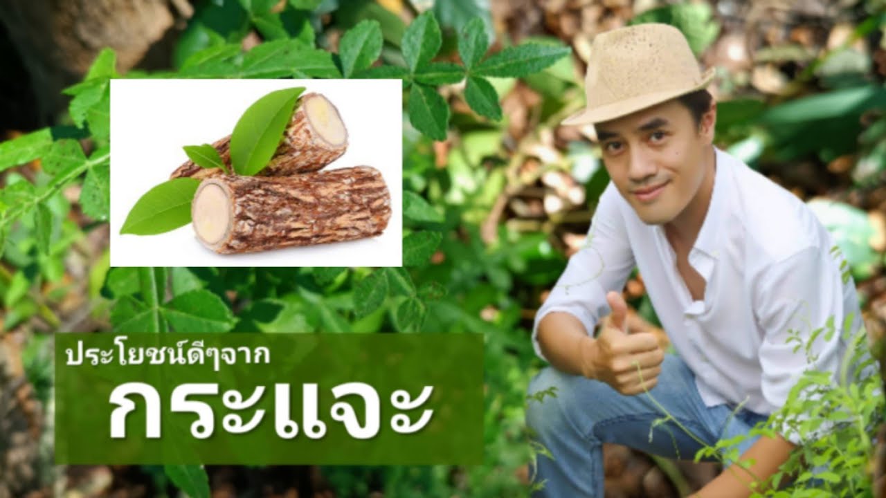 กระแจะ พญายา ทานาคา ประโยชน์ สรรพคุณ สมุนไพร