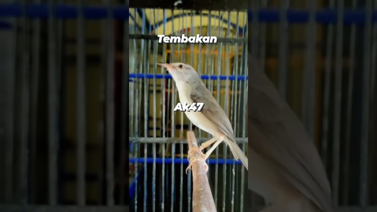 Ciwah ngebren 🔥🔥🔥#ciwah #cibleksawah #kicaumania #burung #fyp #bird #mangkicauoffecial #burung