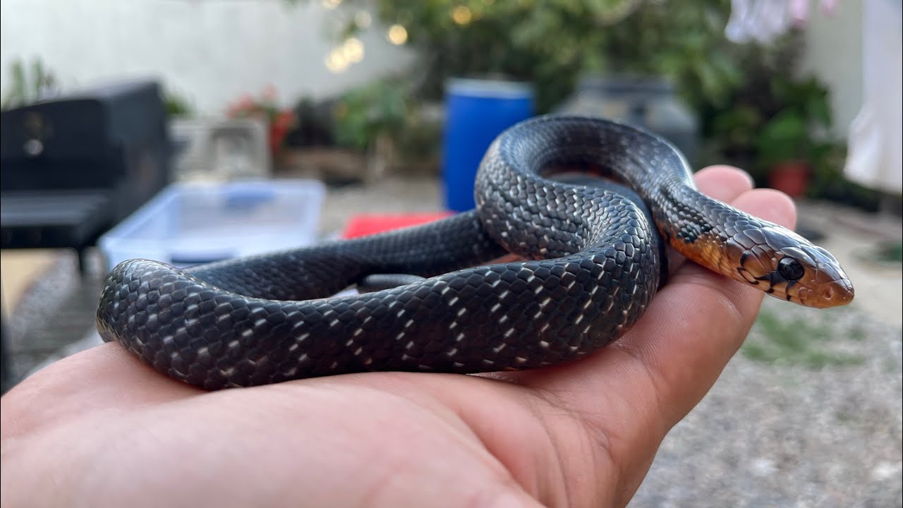 Cuidados de Drymarchon melanurus erebennus cría 🐍