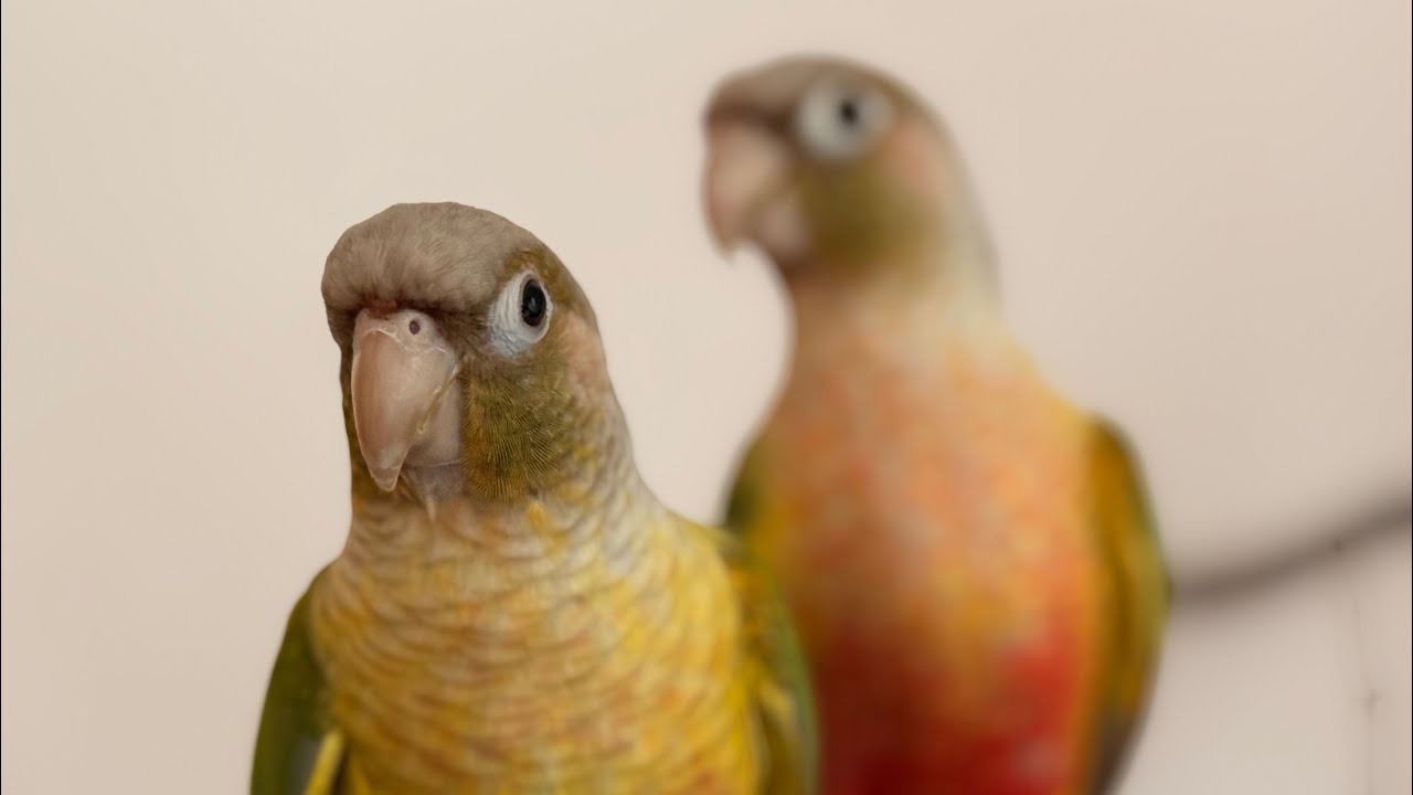 我が家のインコたち