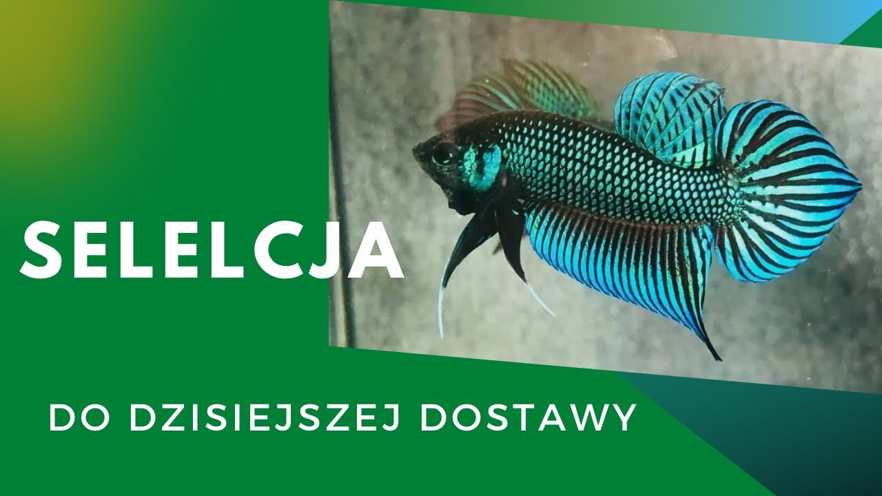 Wybór bojowników dzikich 🎋