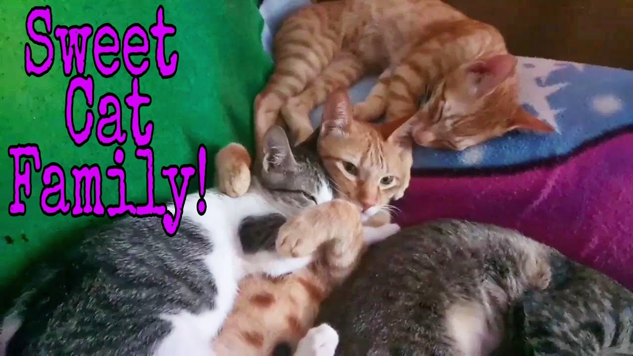Cats cuddling and hugging-Sweet cat family