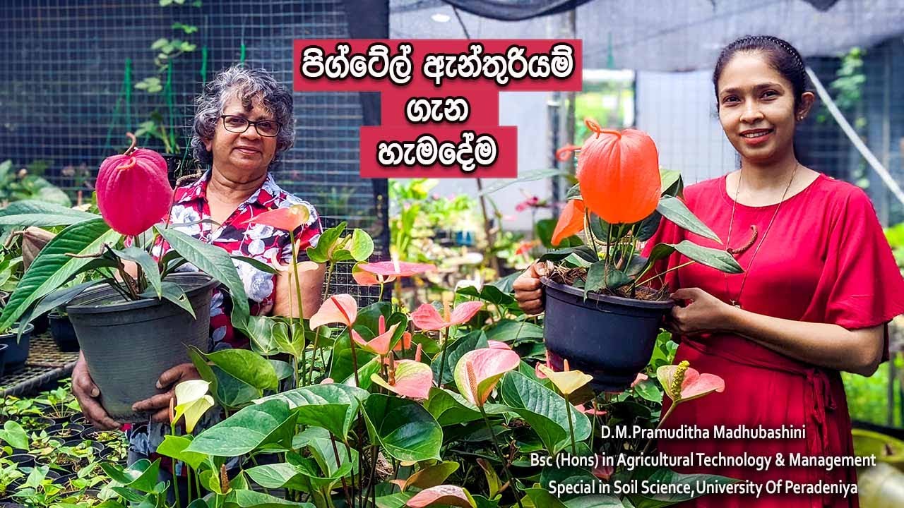 Anthurium mal wagawa sri Lanka /All about pigtail anthurium cultivation in sinhala/clear explanation