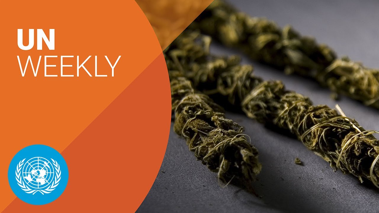 Cocaine and cannabis use on the rise: what are the consequences? | UN Weekly