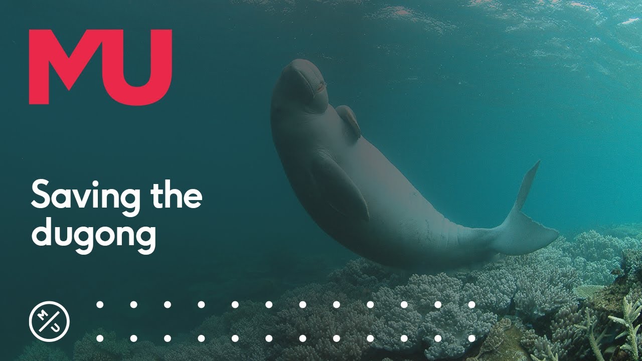How we&rsquo;re saving the dugong
