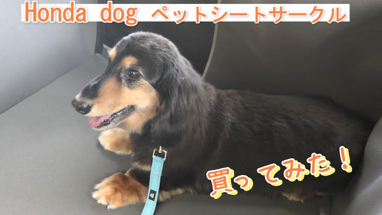 Honda Dog ペットシートサークル買ってみた!!　I bought the Honda Dog pet seat circle!!