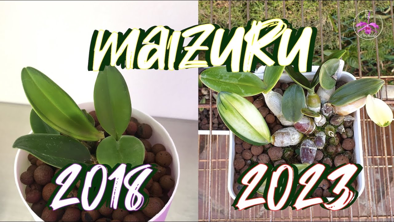 Dendrobium speciosum 'Maizuru' UPDATE | Then Now | First Winter in the Cold | Care #ninjaorchids