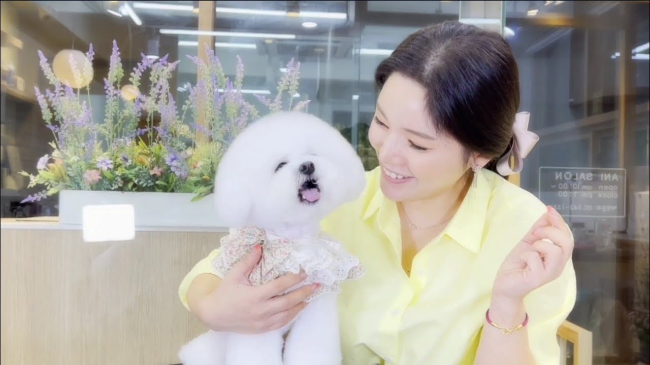 [애니살롱]할말 많은 양송이 인형🍄 (feat. 비숑프리제)/Bichonfrise mushroom style
