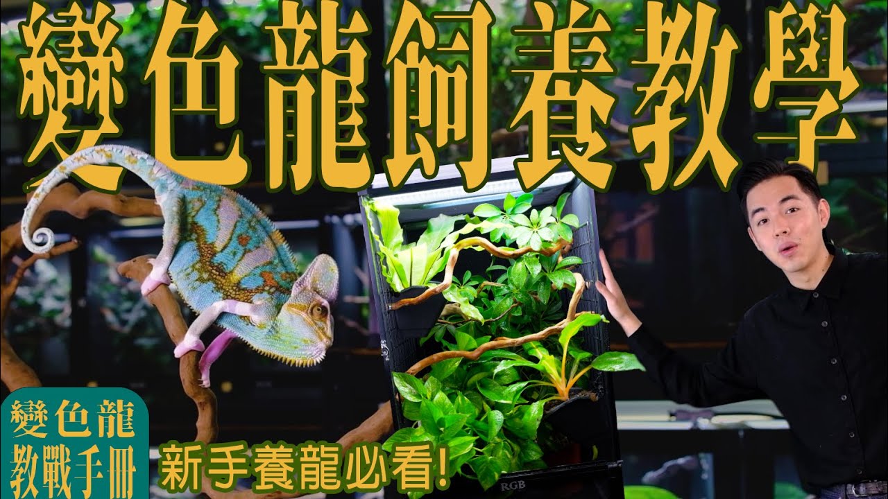 【變色龍教戰手冊】 新手養龍必看！專家帶你手把手飼養變色龍！打破迷思！變色龍飼養超簡單【RGB變色龍】Chameleon breeding tour in Taiwan