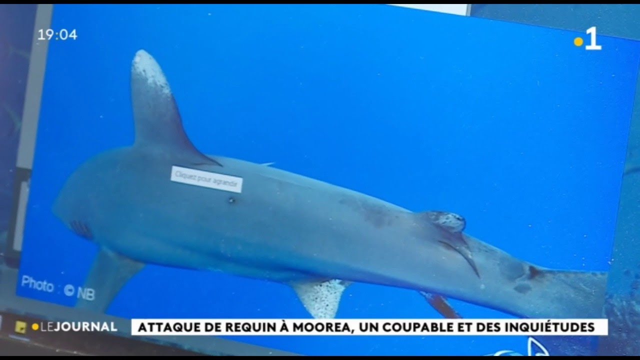 Attaque de requin, le parata a attaqué et s’est focalisé sur une personne