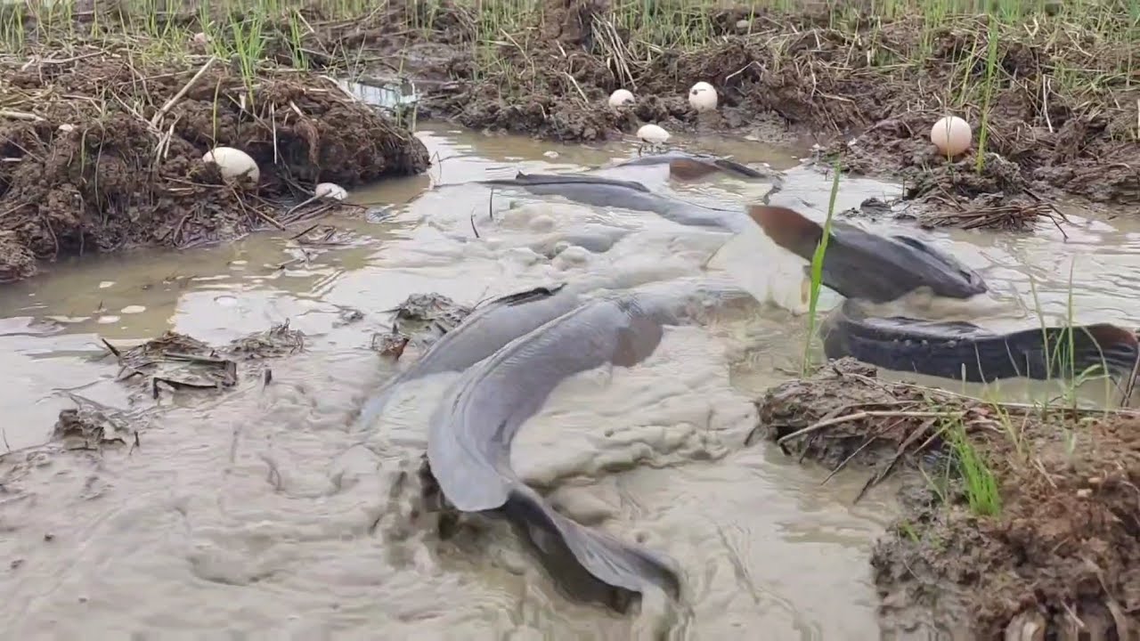 OMG amazing - catch a lots of fish and pick duck eggs in the mud at rice field