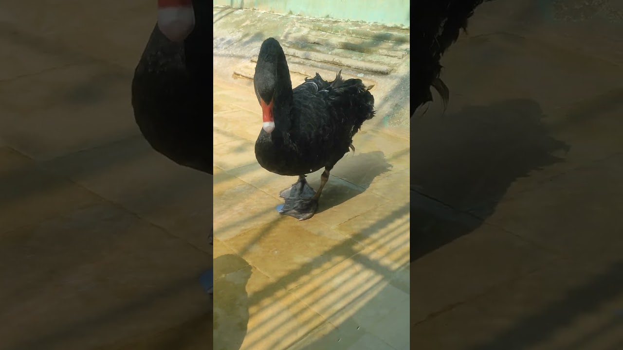 patna zoo🐘🐼🐯full injoy watching thi video 🥀