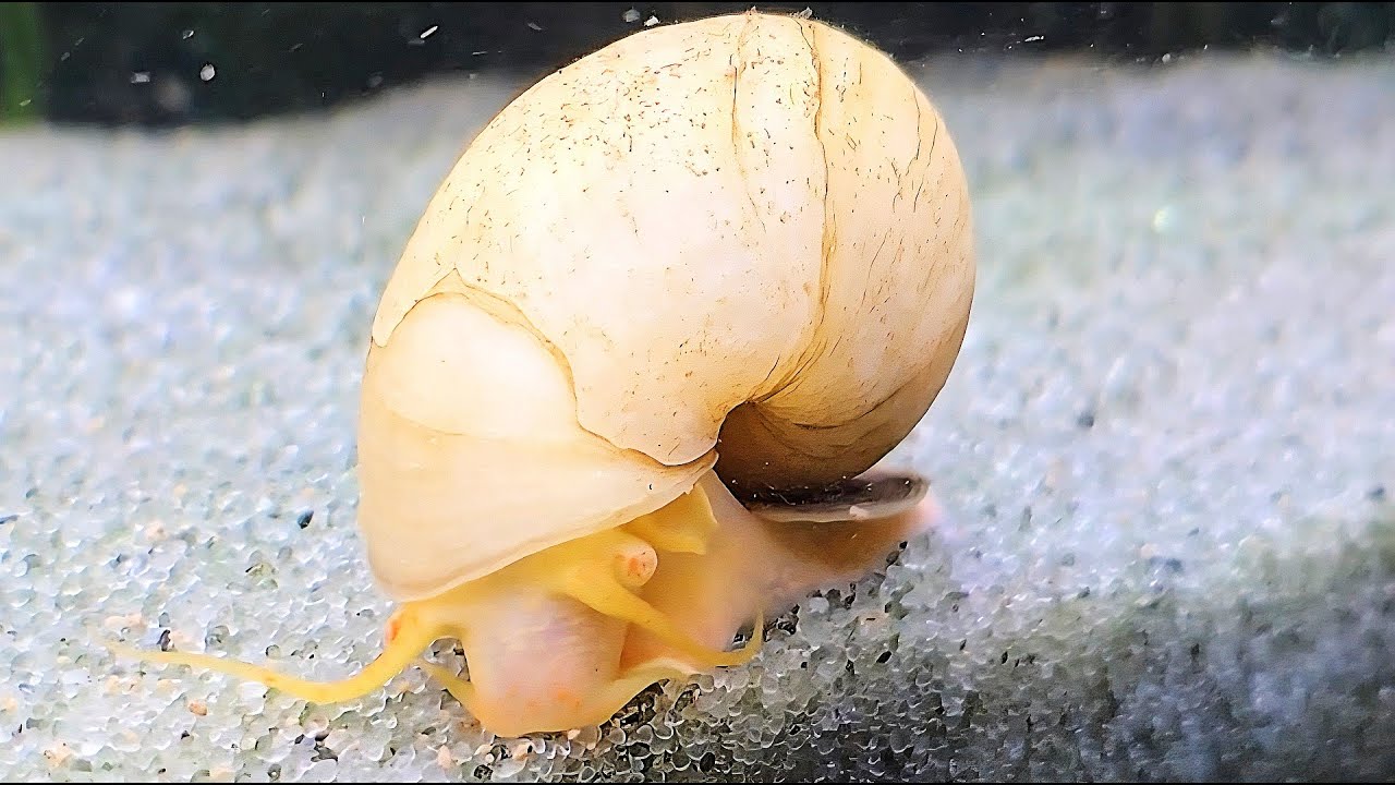 🐌Mystery Snail: The Aquarium Cleaner🐌