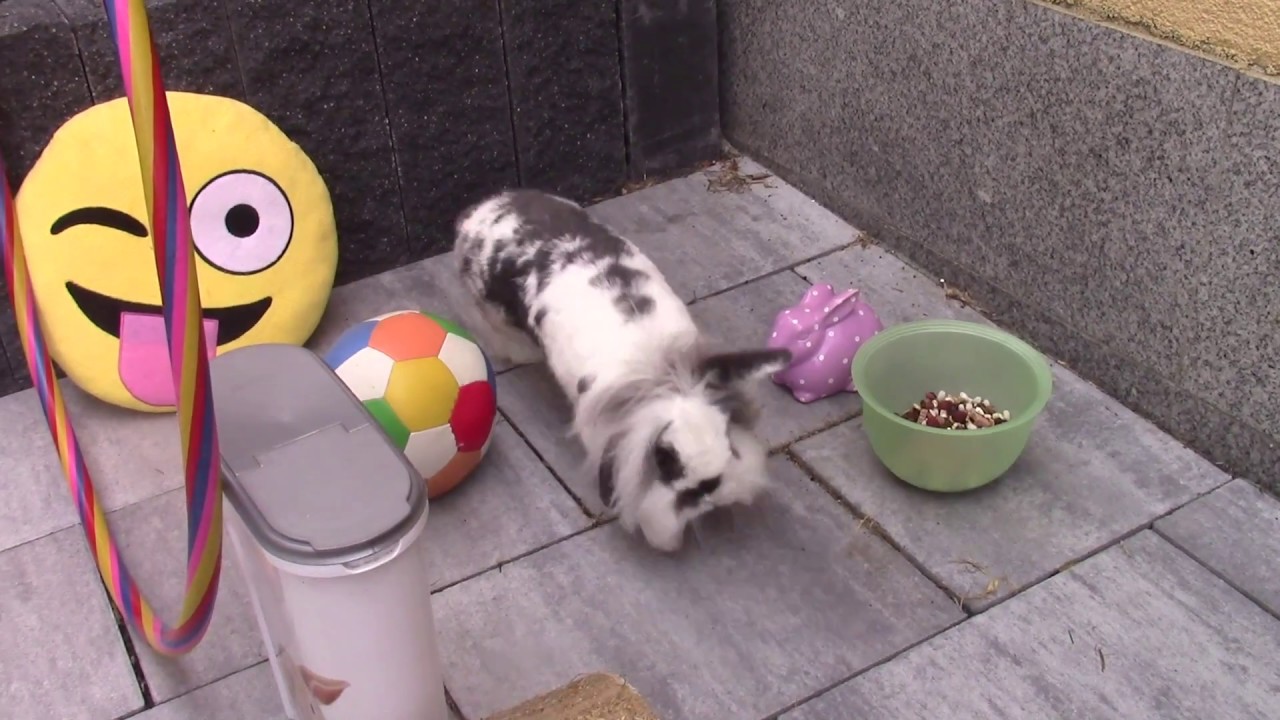 KATER erschreckt meine KANINCHEN während Videodreh! 😰😼🐰 | M. Mörki