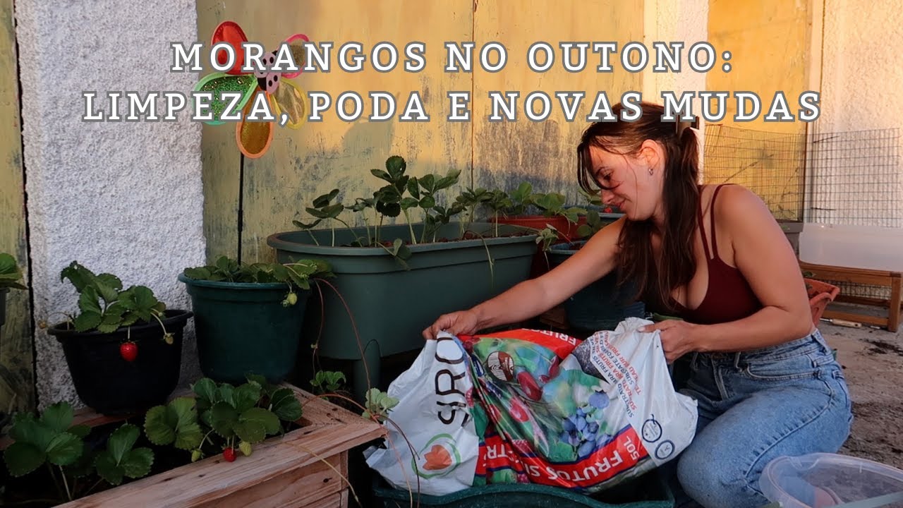 VLOG : CUIDAR DOS MORANGUEIROS NO OUTONO : PODA, LIMPEZA E CUIDADOS