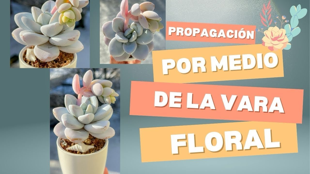 Propagaci&oacute;n de la Cuicatecana por medio de la vara floral 🩵🦋🦕🐳