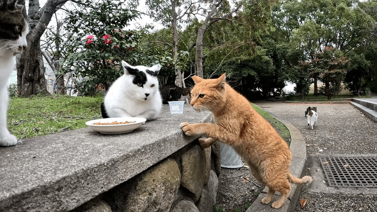 隠れて見てたのか？鞄からカリカリを出した途端に、どこからともなく猫ちゃん達がワラワラと集まってきて一気にカオス状態にｗ