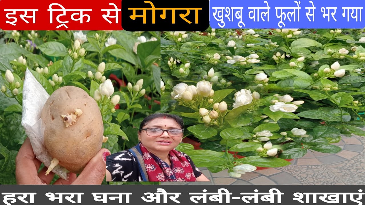 चूना और आलू का कमाल / मोगरा (Jasmine) मैं बंपर फूल लेने का टॉप सीक्रेट  ट्रिक /  बंपर फ्लोरिंग /
