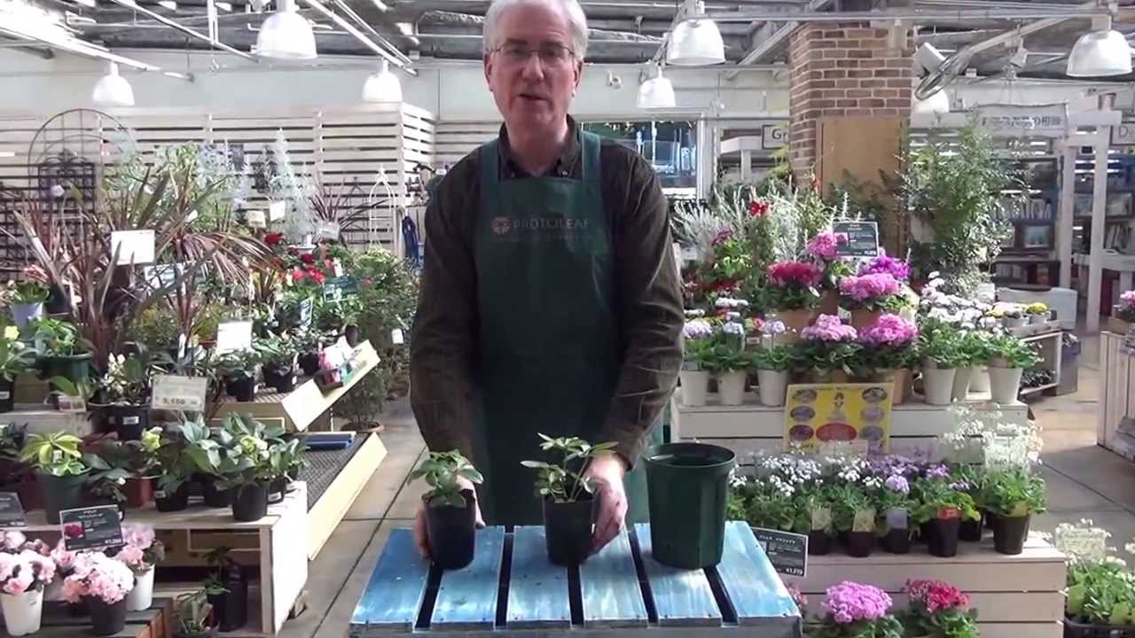 How to Plant Christmas Roses