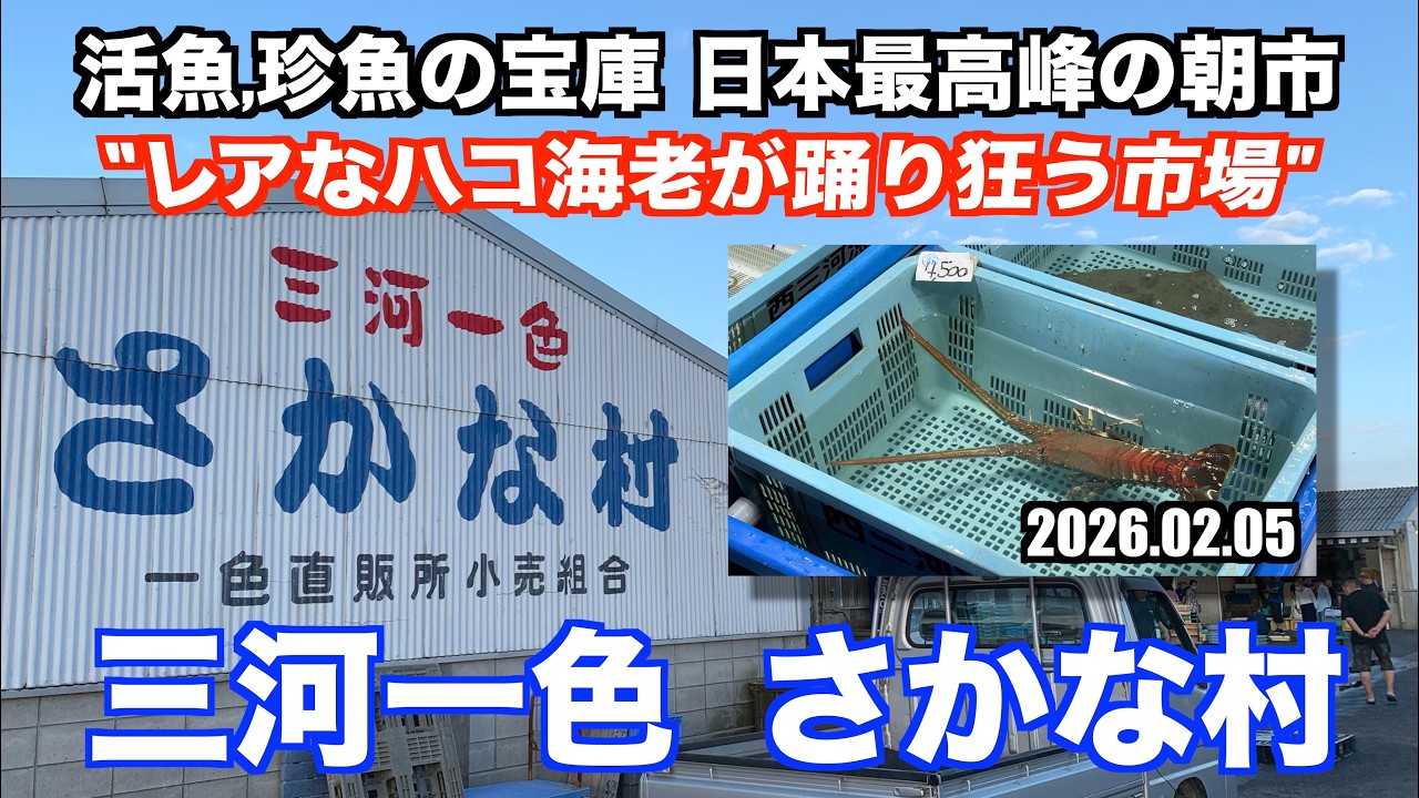 【三河一色さかな村 レアなハコ海老が踊り狂う市場 活魚,珍魚の宝庫 日本最高峰の朝市】あばお 海鮮ちゃんねる #456 2026.02.05