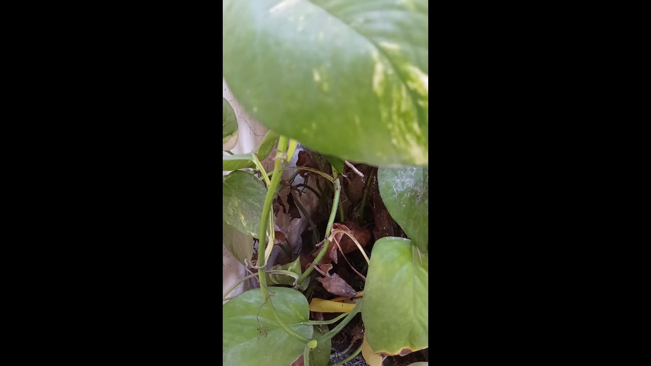 Bali Aryan bhakti  is live!