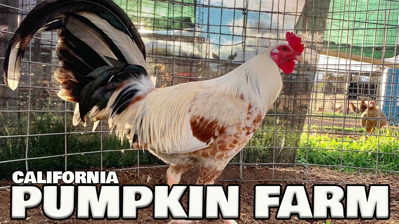 Beautiful Birds Pumpkin Farm Frank Brizuela - California Farm Visit